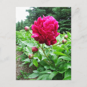 Bright Pink Peony Postcard