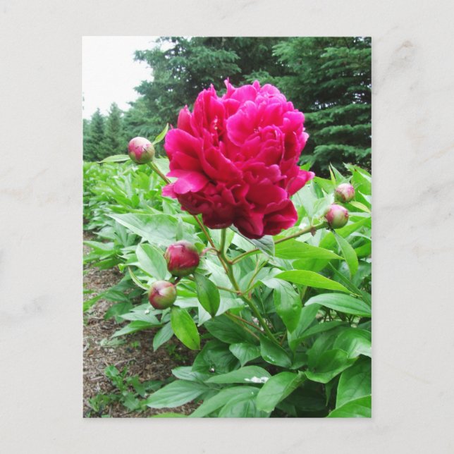 Bright Pink Peony Postcard (Front)