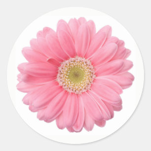 Bright Pink Photographic Daisy Flower Classic Round Sticker