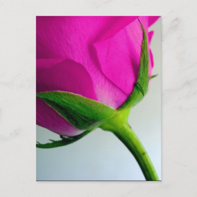 Bright PInk Rose Postcard (Front)