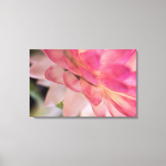 Bright Pink Strawflower Canvas Print (Front)