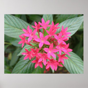 Bright Pink Tropical Flowers Poster