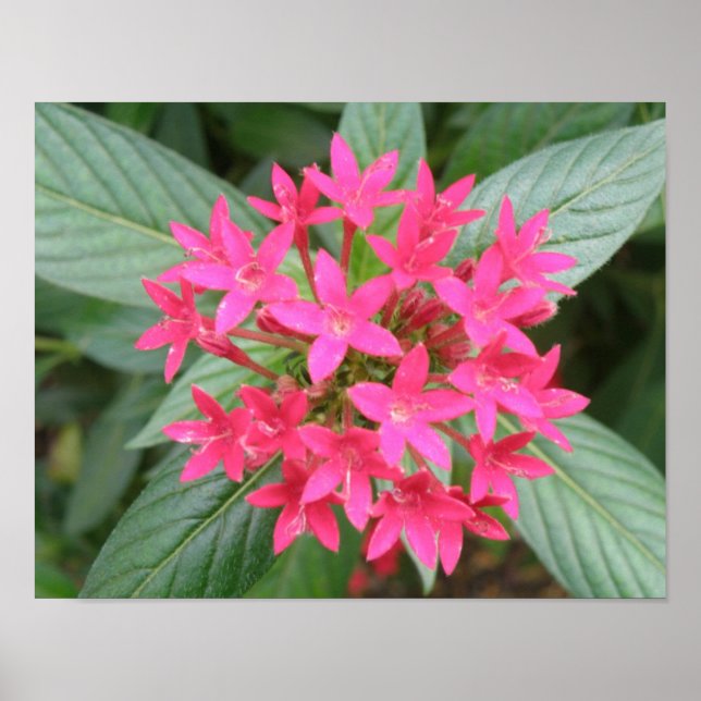 Bright Pink Tropical Flowers Poster (Front)