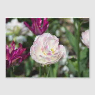Bright pink tulips on a sunny day