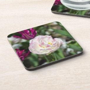 Bright pink tulips on a sunny day coaster