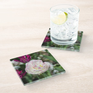 Bright pink tulips on a sunny day glass coaster