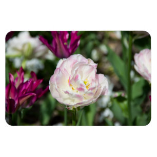 Bright pink tulips on a sunny day magnet