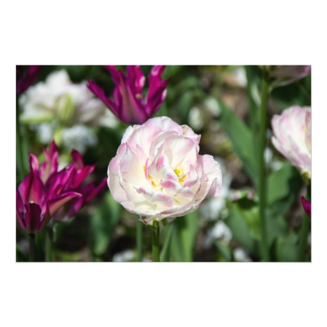 Bright pink tulips on a sunny day   photo print (Front)