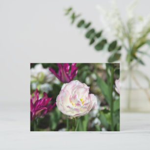 Bright pink tulips on a sunny day   postcard