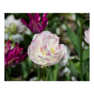 Bright pink tulips on a sunny day   poster