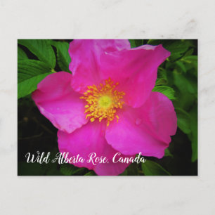 Bright Pink Wild Alberta Rose Canada Custom Text Postcard
