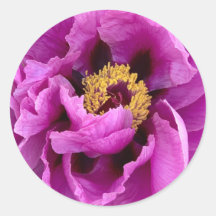 bright & pretty fuchsia pink peony