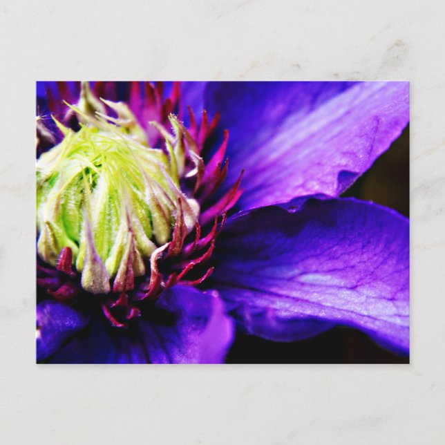 Bright Purple clematis flower art postcard (Front)