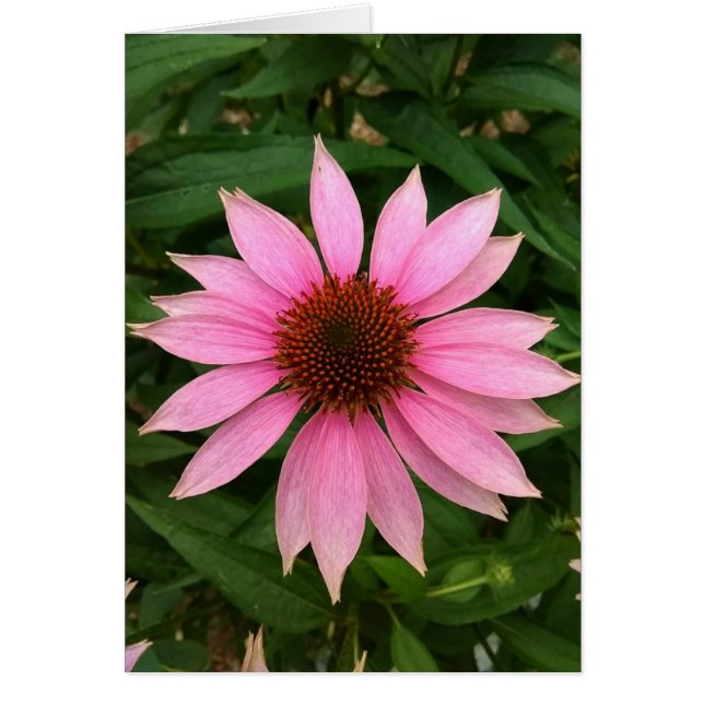 Bright Purple Coneflower Blank Card (Front)