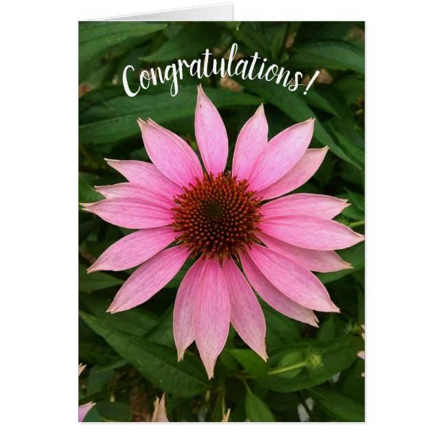 Bright Purple Coneflower Congratulations Card (Front)