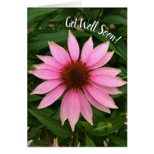 Bright Purple Coneflower Get Well Soon Card
