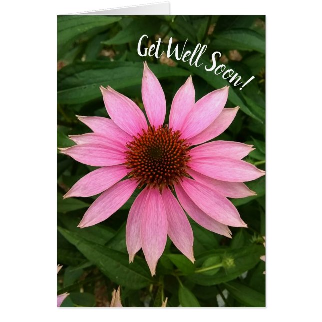 Bright Purple Coneflower Get Well Soon Card (Front)