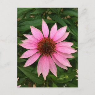 Bright Purple Coneflower Postcard