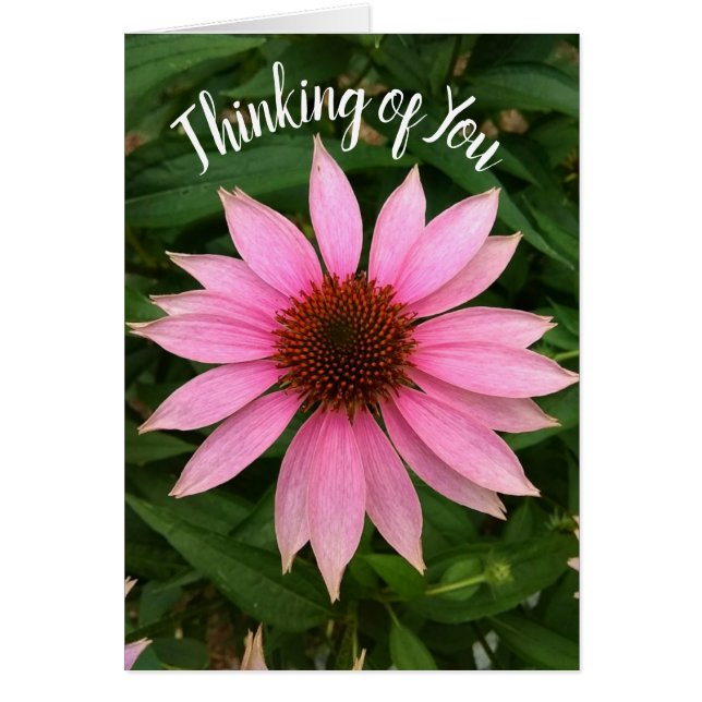 Bright Purple Coneflower Thinking of You Card (Front)