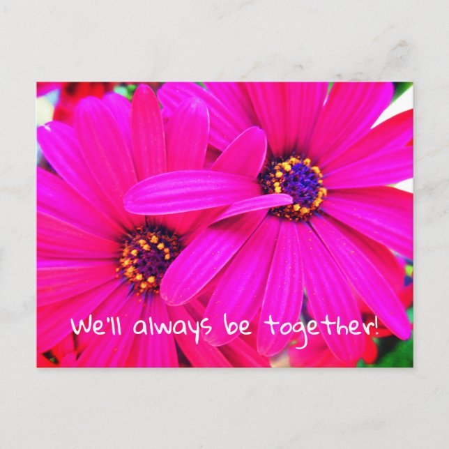 Bright Purple Garden Flowers Osteospermum Postcard (Front)