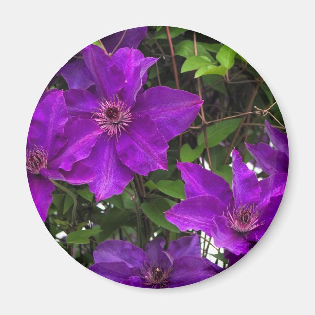 Bright Purple Jackmanii Clematis Vine Magnet (Front)