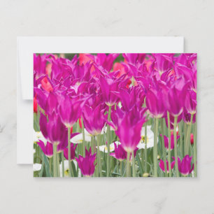 Bright Purple Pink Posies Postcard