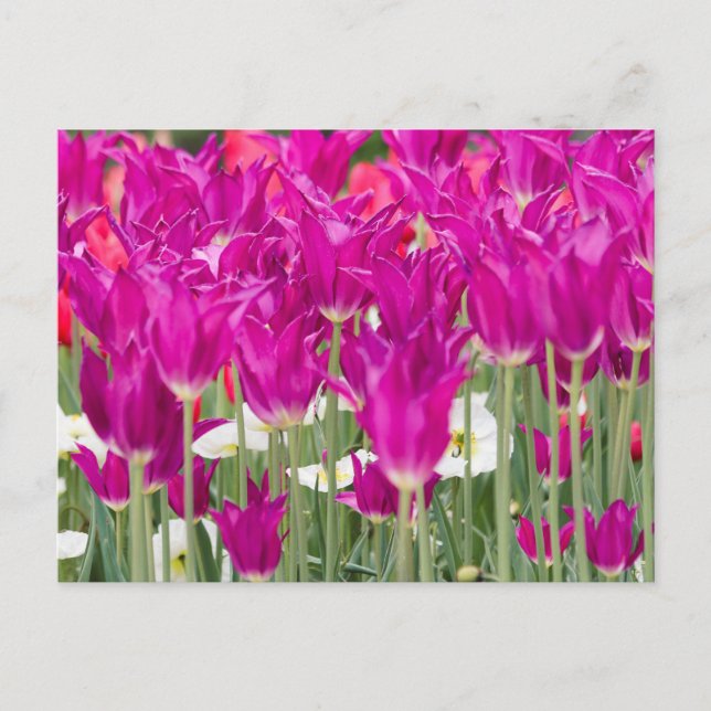 Bright Purple Pink Posies Postcard (Front)