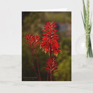 Bright Red Aloe Vera Flowers Card