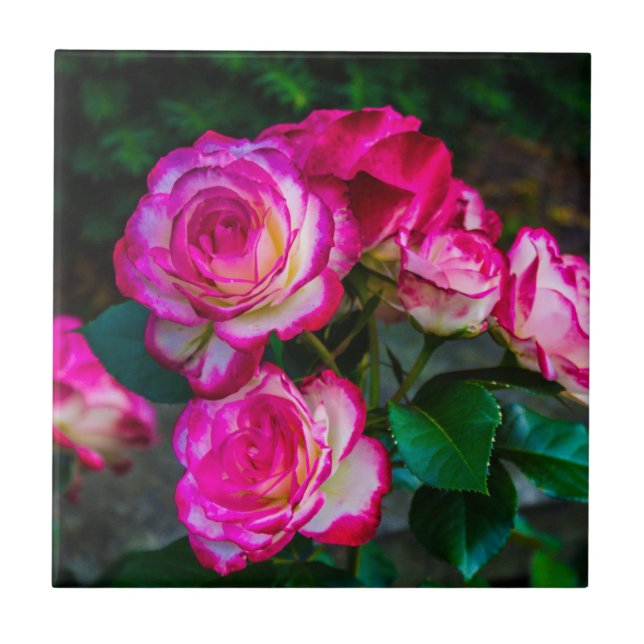 Bright Red and White Roses Tile (Front)
