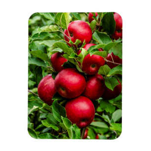 Bright Red Apples Magnet