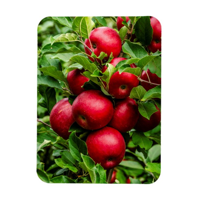 Bright Red Apples Magnet (Vertical)