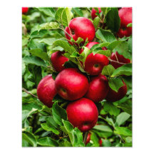 Bright Red Apples
