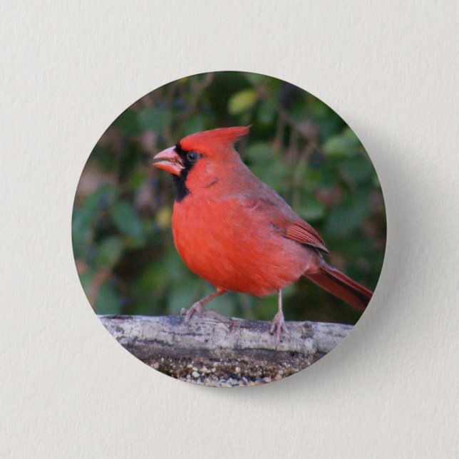 Bright Red Cardinal 6 Cm Round Badge (Front)