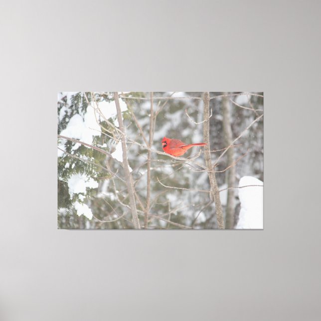 Bright Red Cardinal Canvas Print (Front)