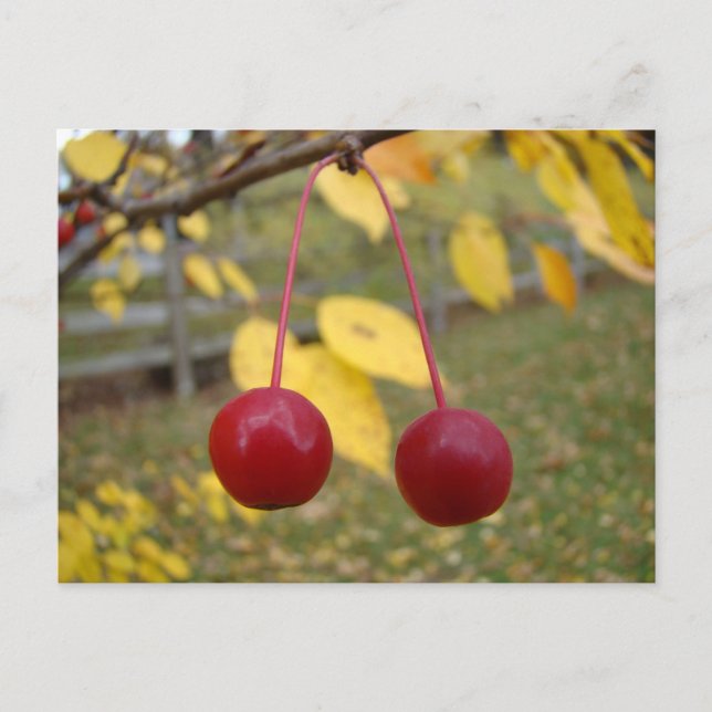 Bright Red Crab Apples Postage Post Card (Front)