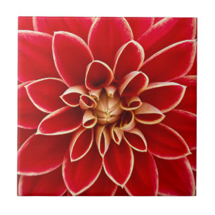 Bright Red Dahlia Flower Tile