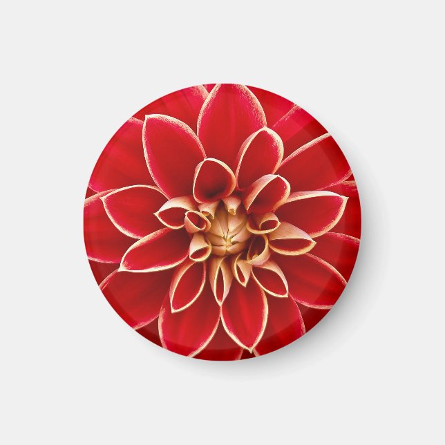Bright Red Dahlia Magnet (Front)