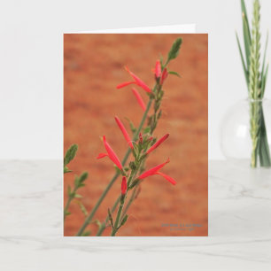 Bright Red Desert Wildflowers Hummingbird Bush Card