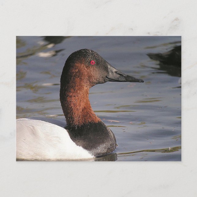 Bright Red Eyes Of The Canvasback Duck Postcard (Front)