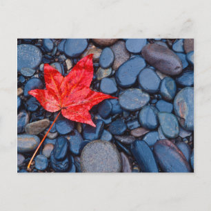 Bright Red Fall Leaf Postcard