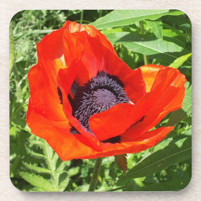 Bright Red Flower On Green  Coaster (Front)