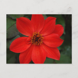 Bright Red Flower Postcard