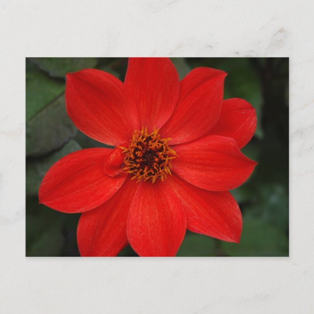 Bright Red Flower Postcard (Front)