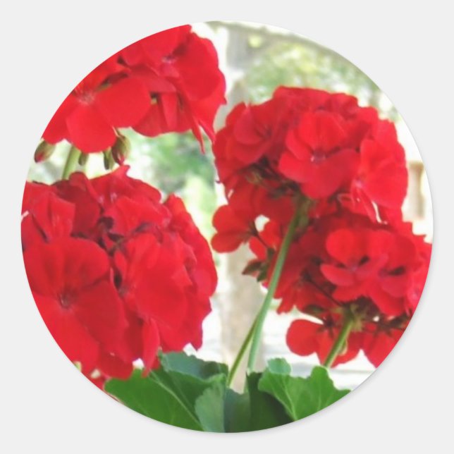 Bright Red Geraniums Stickers Great Garden Gift (Front)