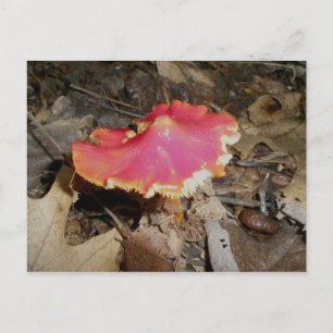 Bright Red Mushroom #1 Postcard