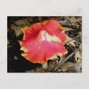 Bright Red Mushroom Postcard