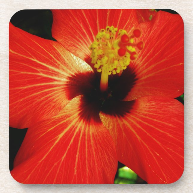 Bright Red Orange  Hibiscus Flower Coaster (Front)
