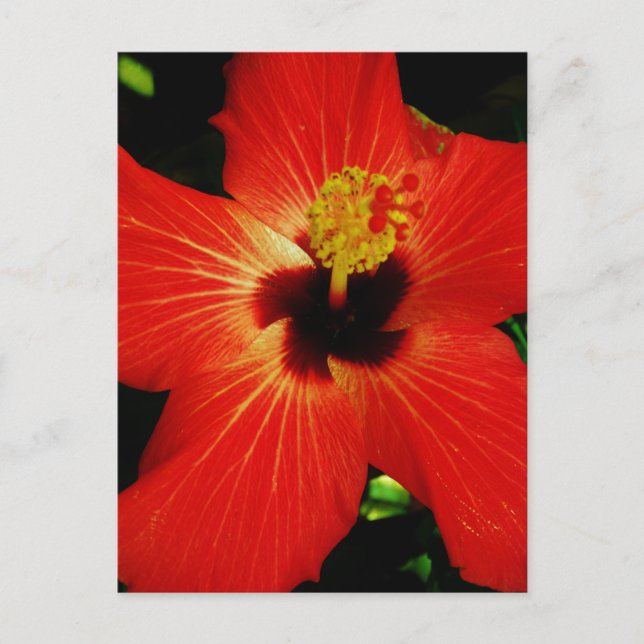 Bright Red Orange  Hibiscus Flower Postcard (Front)