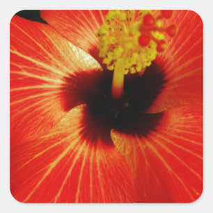 Bright Red Orange  Hibiscus Flower Square Sticker