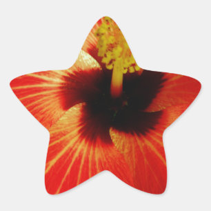Bright Red Orange  Hibiscus Flower Star Sticker